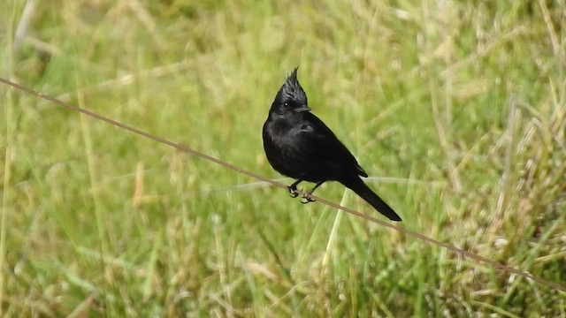 Crested Black-Tyrant - ML509415241