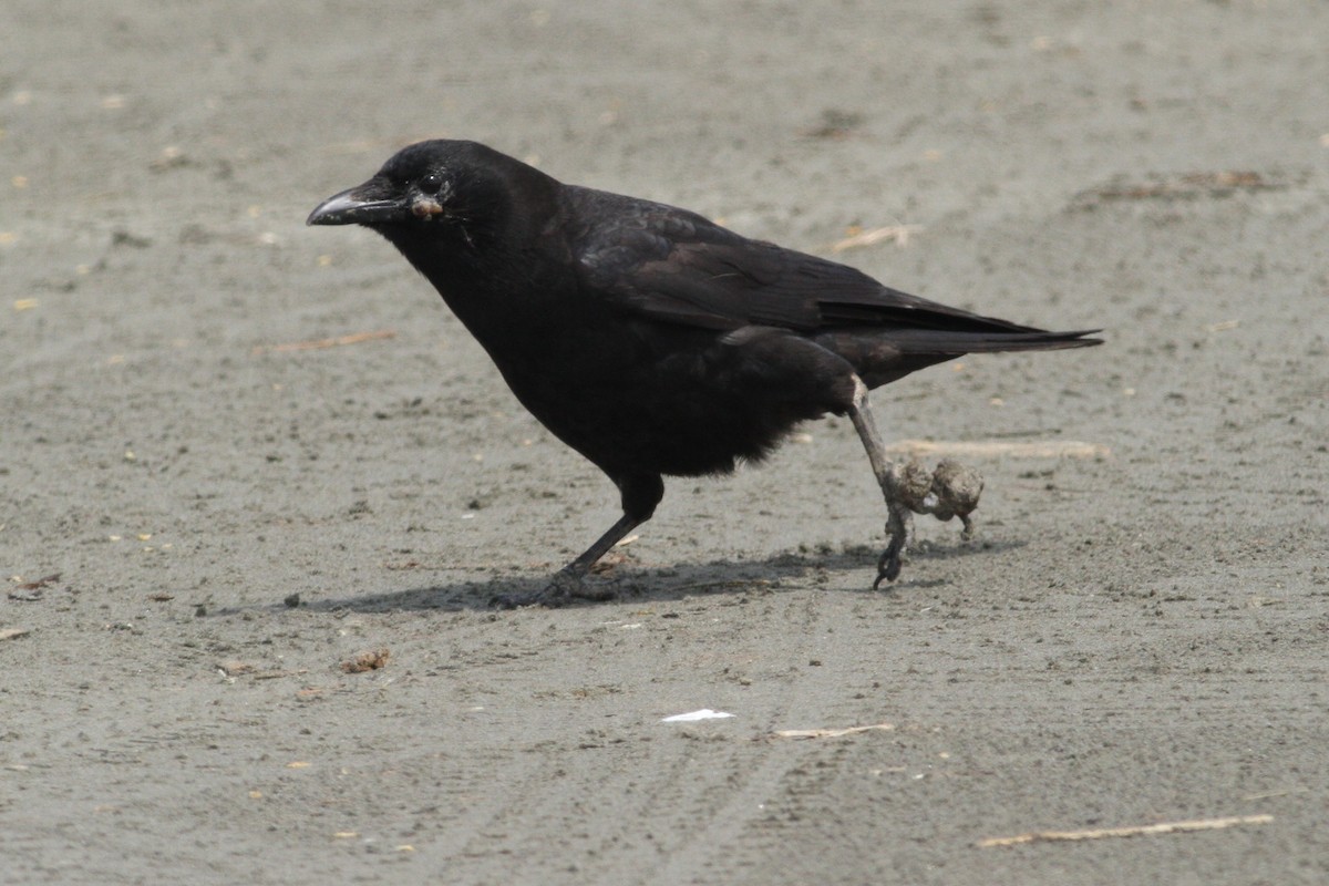 American Crow - ML50941591