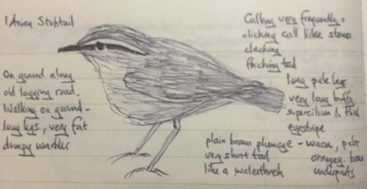 Asian Stubtail - ML509418101