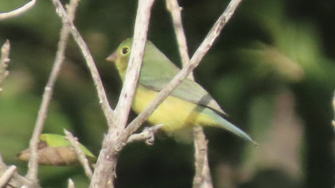 Painted Bunting - ML509418191