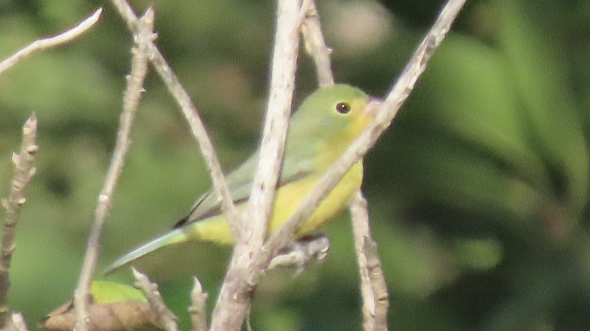 Painted Bunting - ML509418201