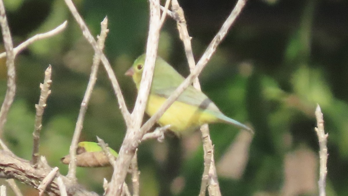 Painted Bunting - ML509418211