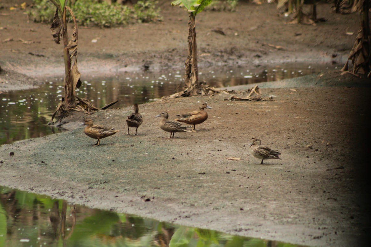 Cinnamon Teal - ML509419441