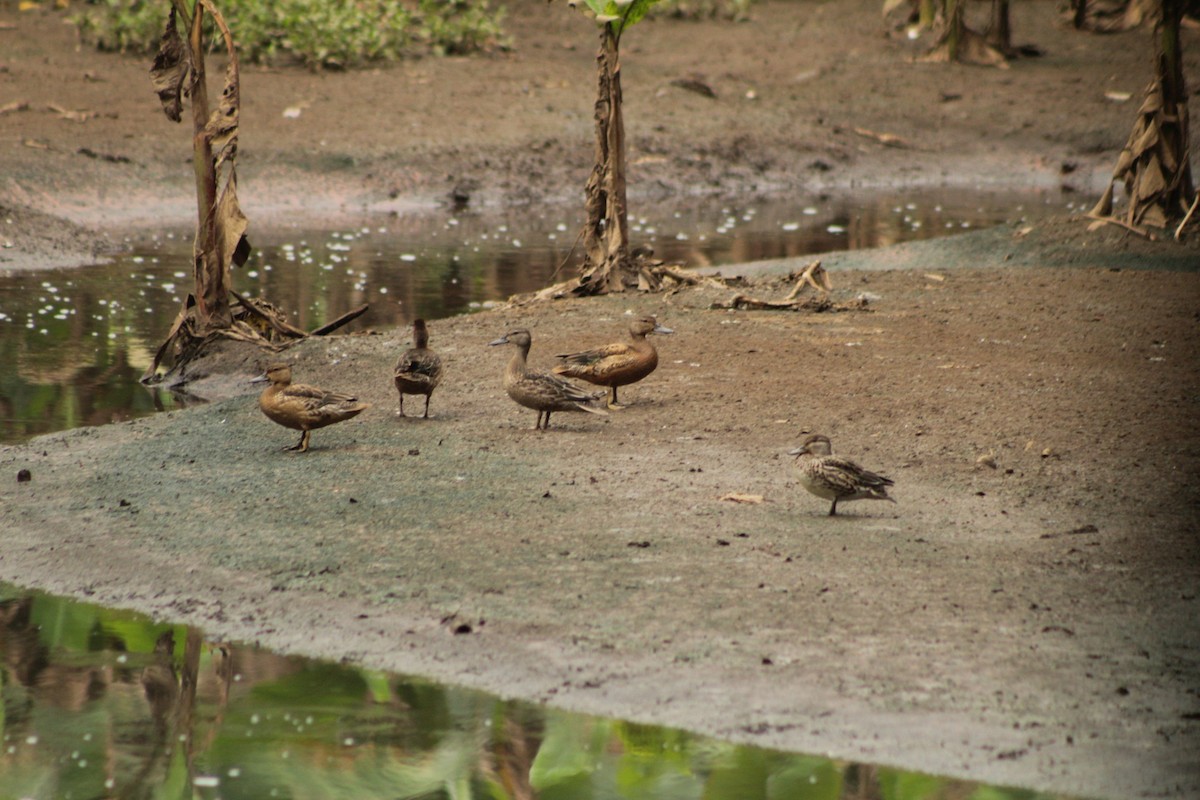 Cinnamon Teal - ML509419451