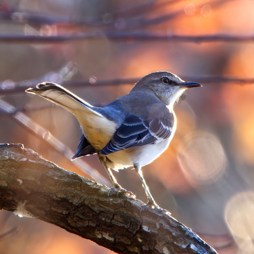 Northern Mockingbird - ML509419801
