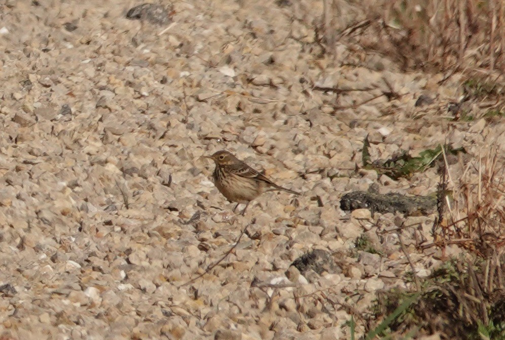 Pipit d'Amérique - ML509420001