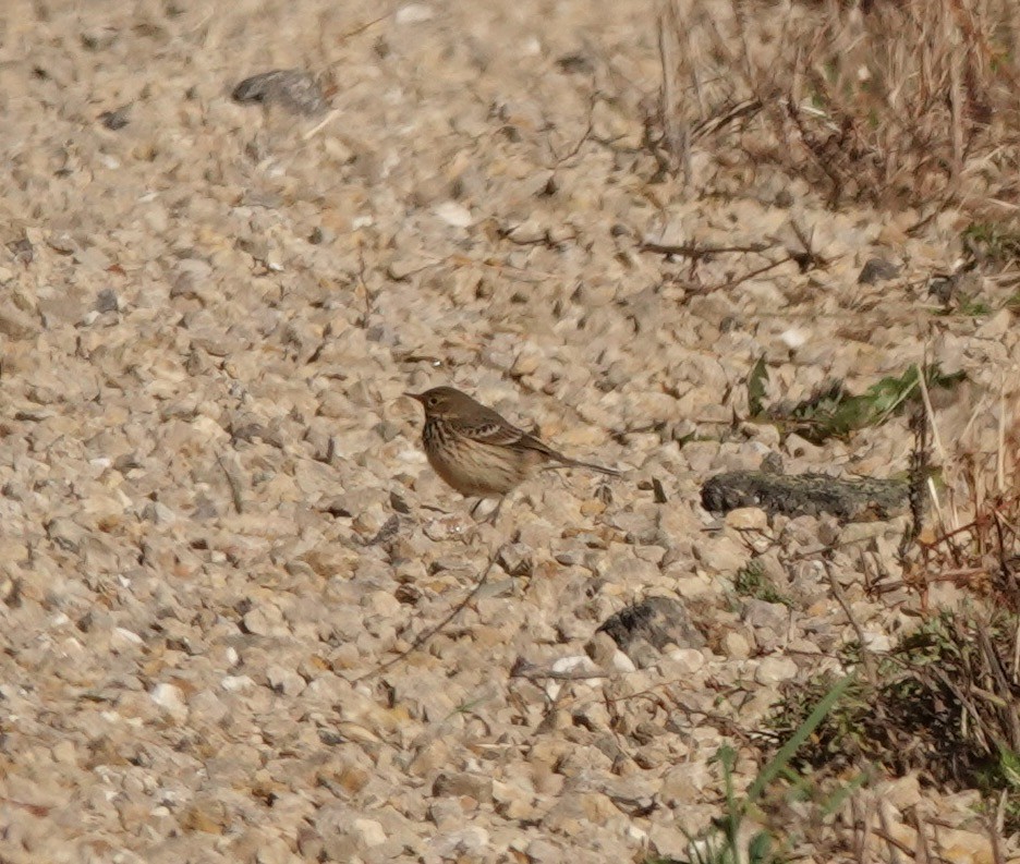 American Pipit - Alenka Weinhold