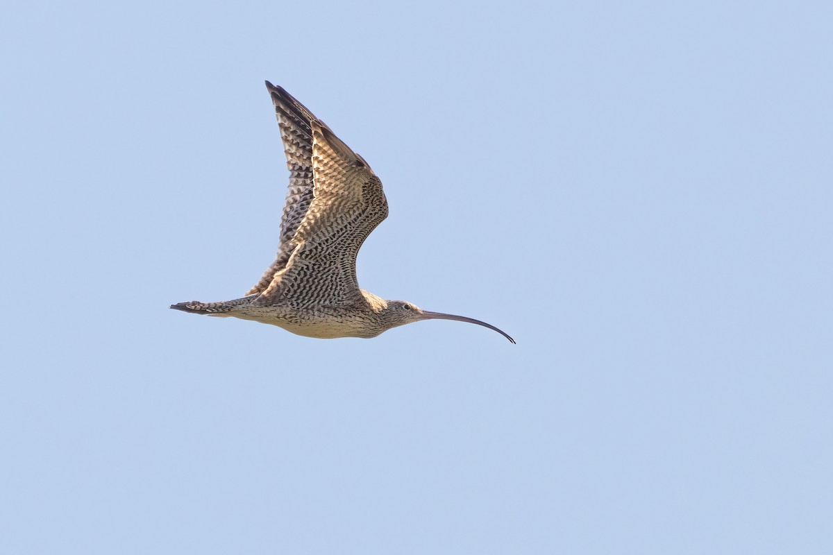 Far Eastern Curlew - ML509420151