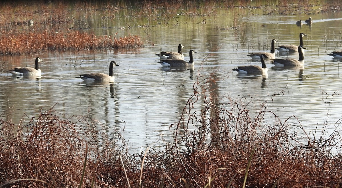 Canada Goose - ML509420221