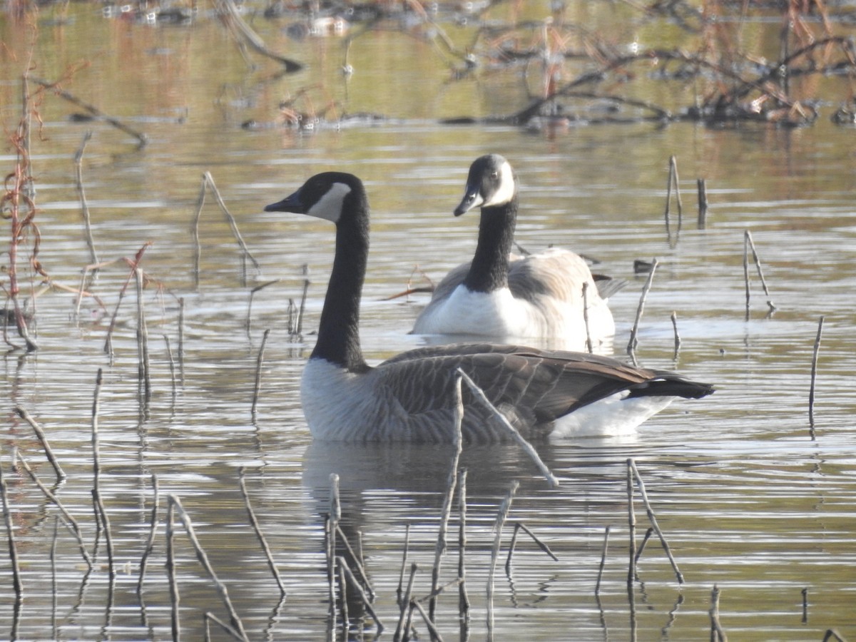 Canada Goose - ML509420311