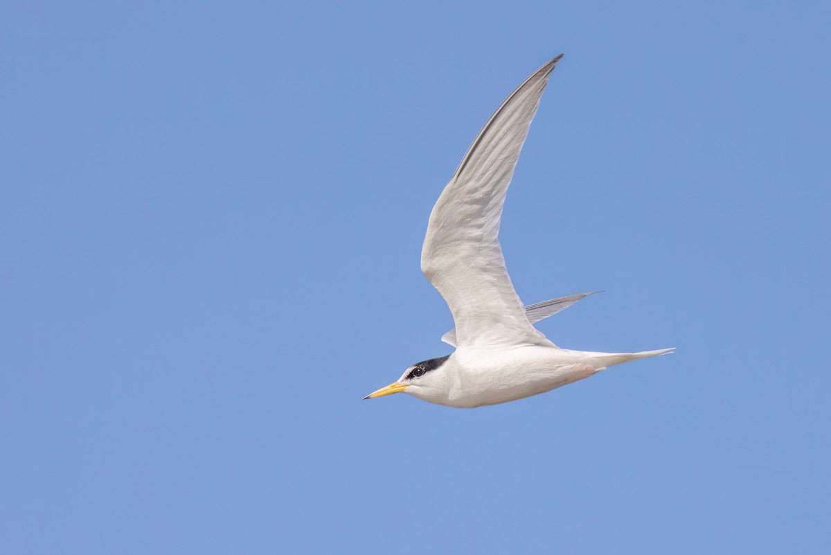 Little Tern - Brian Bird