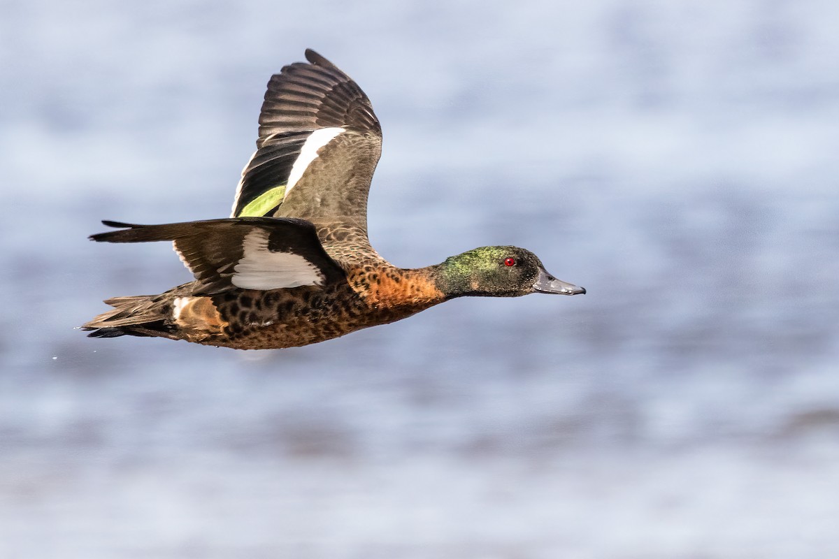 Chestnut Teal - ML509422481