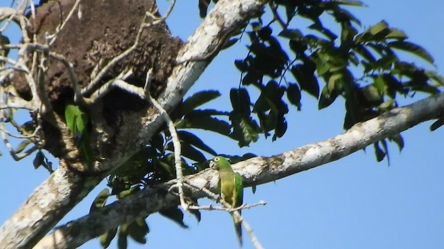 Olive-throated Parakeet - ML509422971