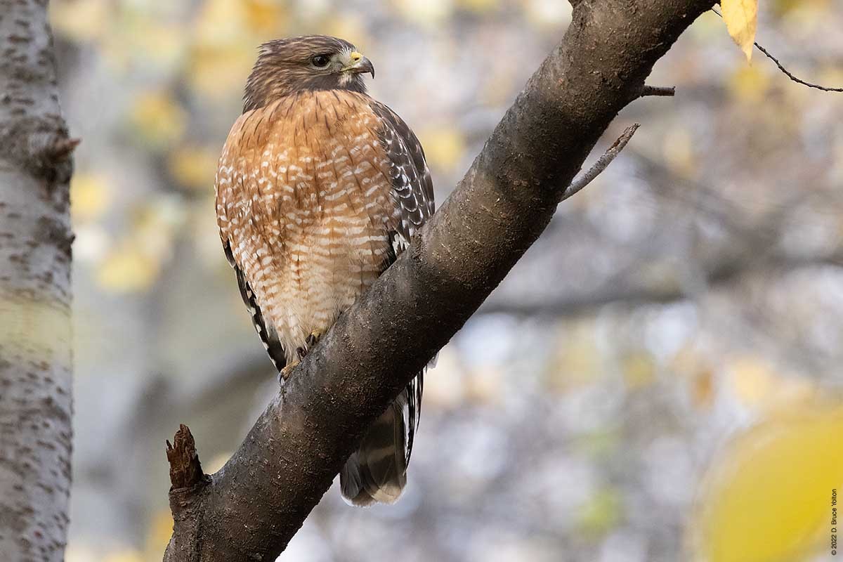 Red-shouldered Hawk - ML509424661