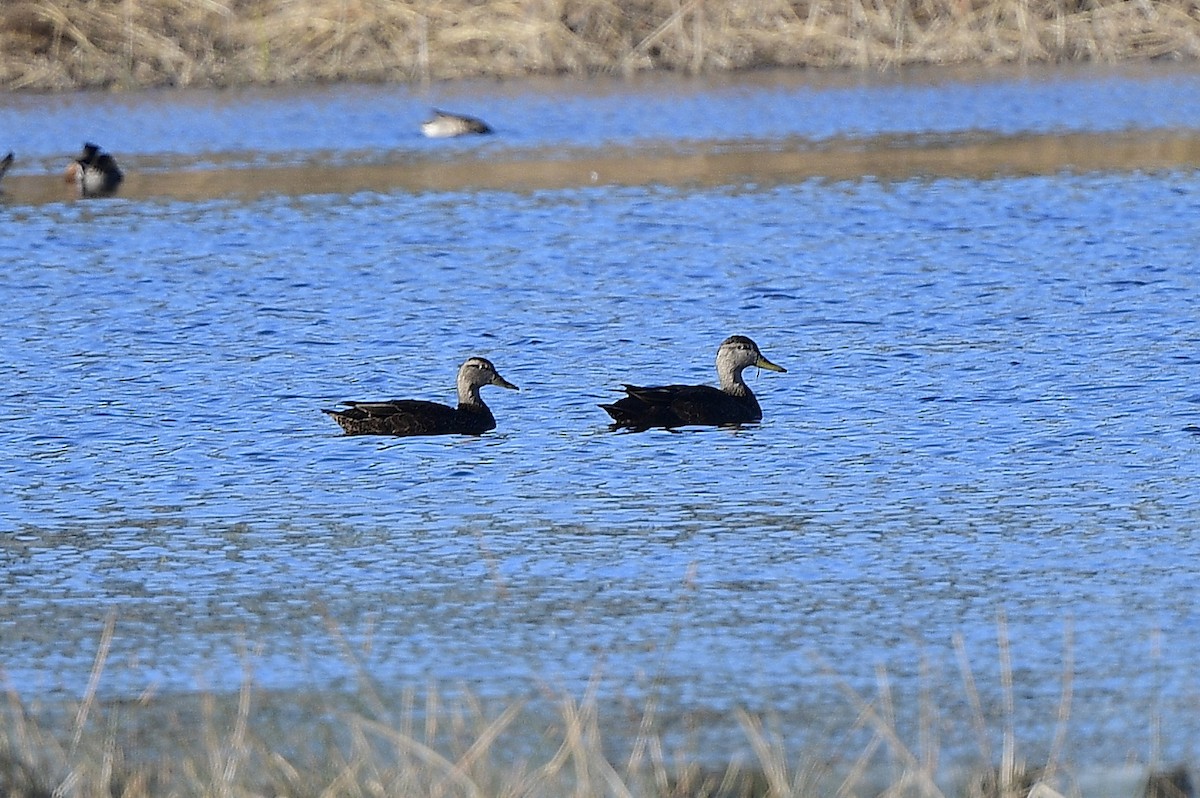 American Black Duck - JoAnna Clayton