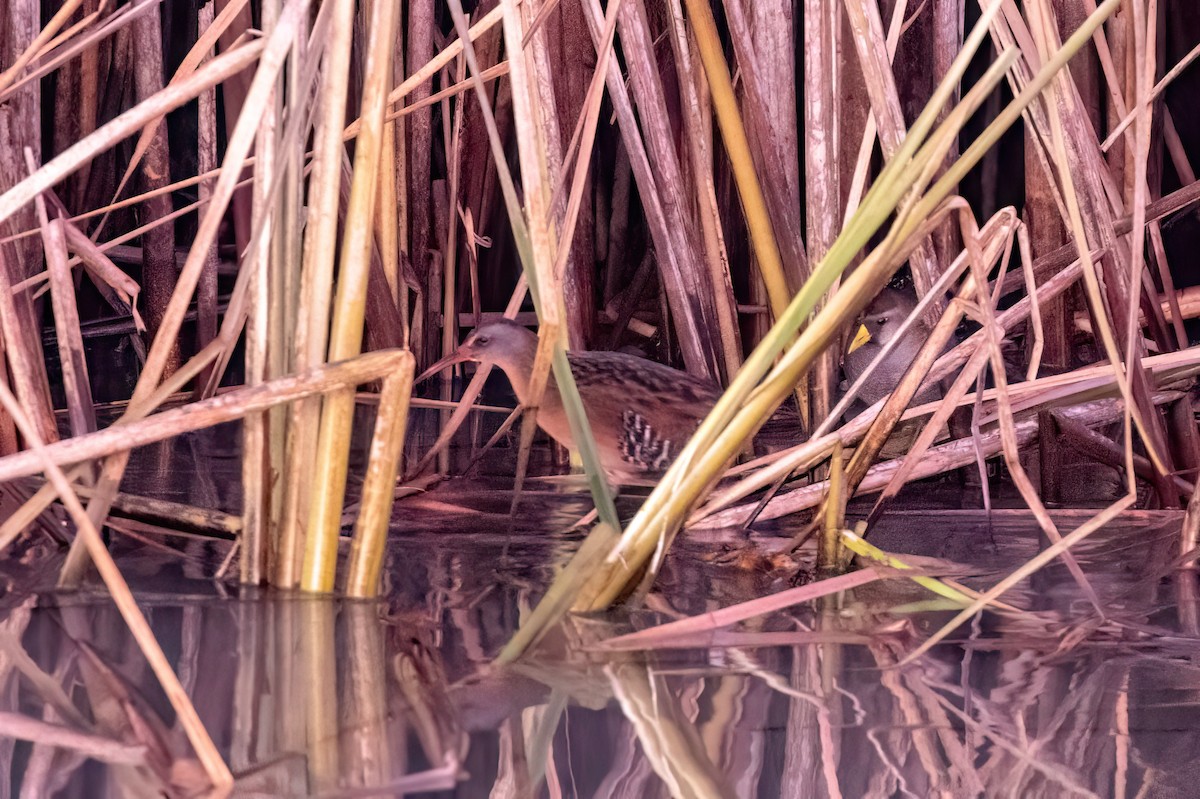 Virginia Rail - ML509429191