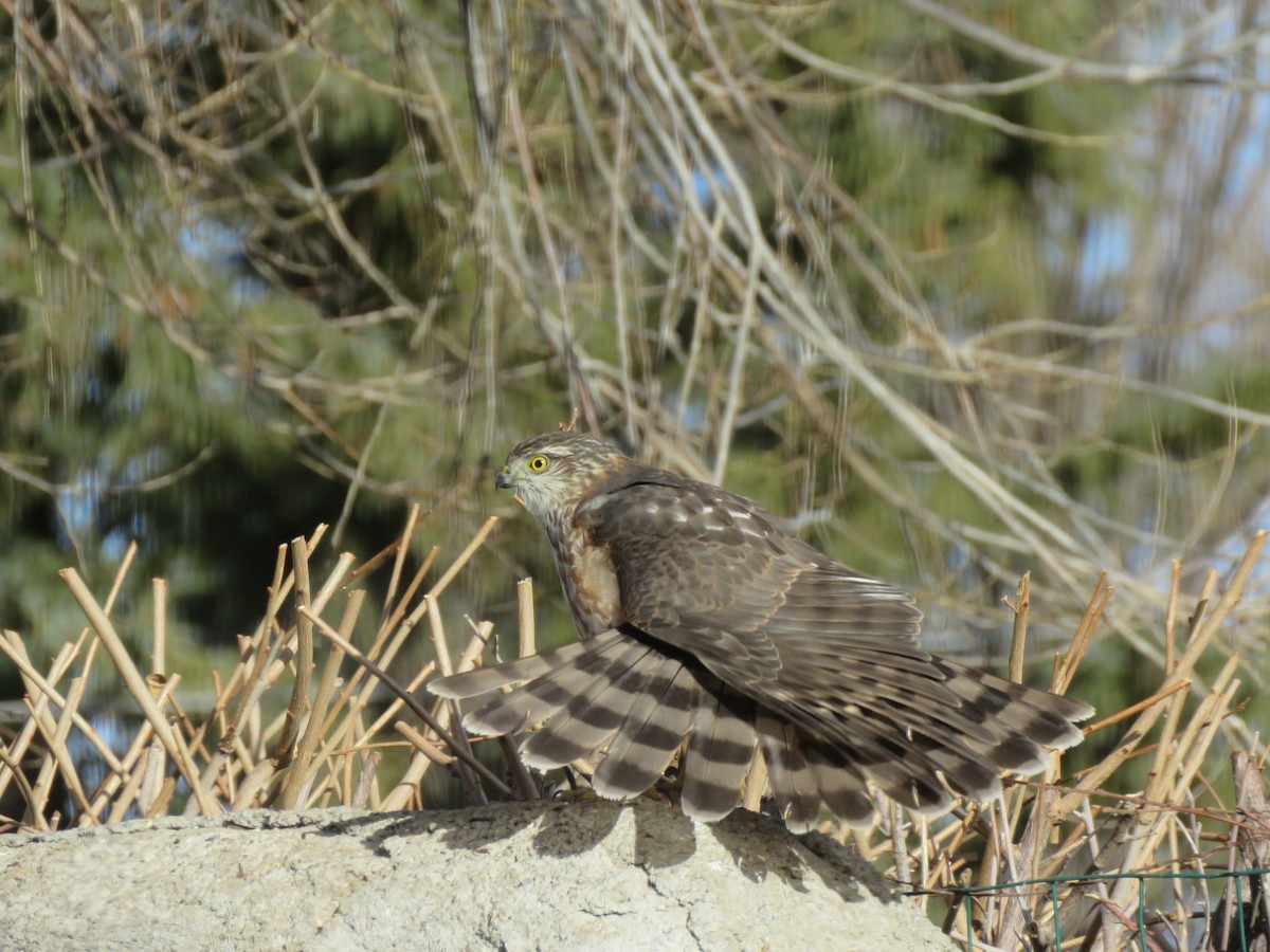 Sharp-shinned Hawk - ML509431351