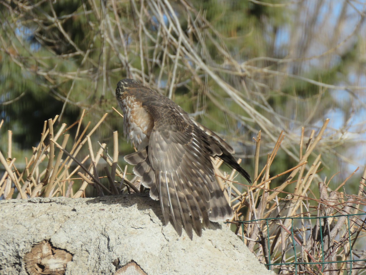 Sharp-shinned Hawk - ML509431361