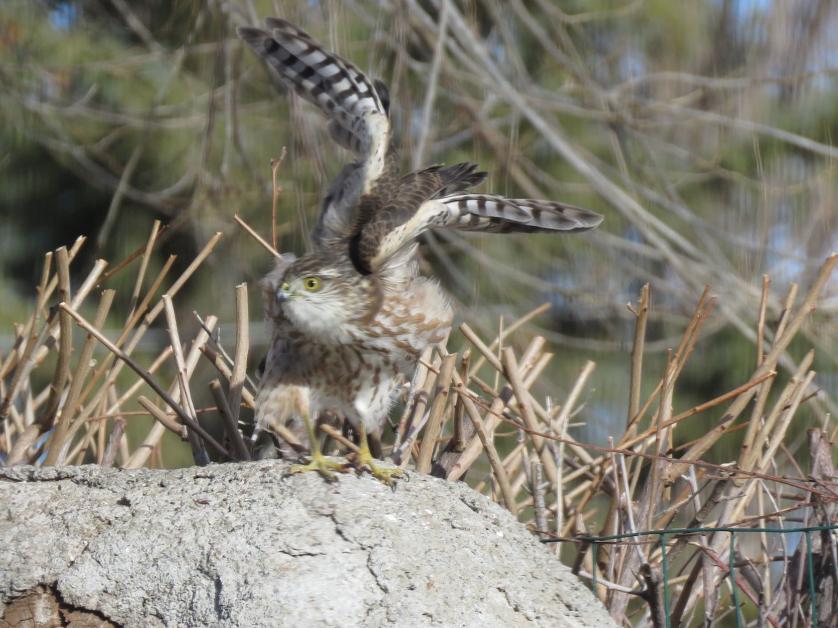 Sharp-shinned Hawk - ML509431371