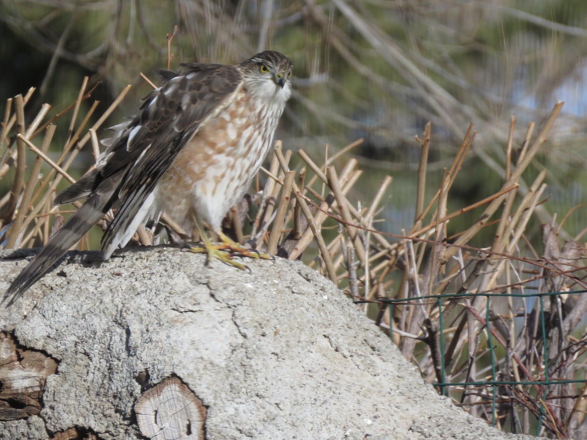 Sharp-shinned Hawk - ML509431381