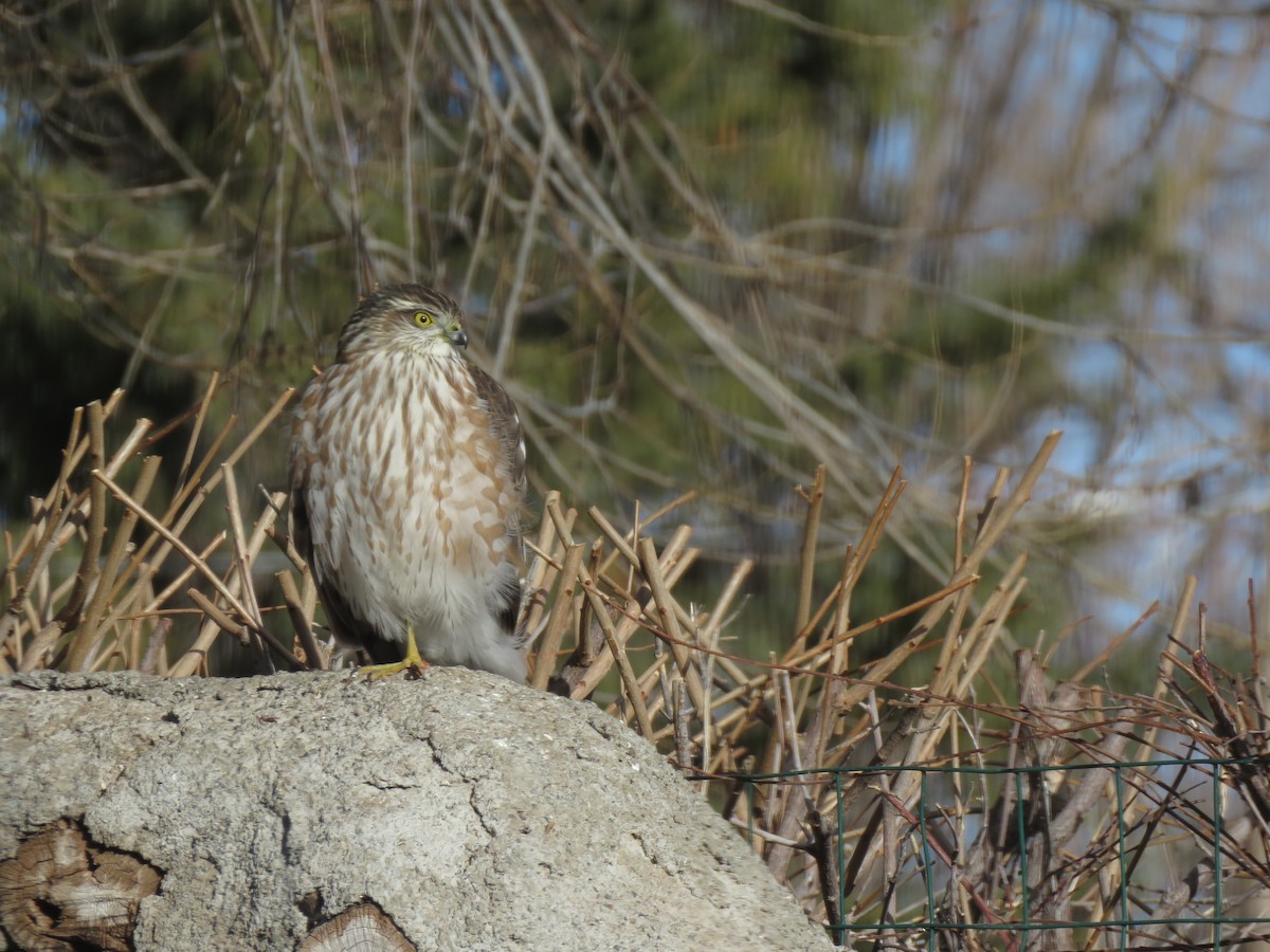 Sharp-shinned Hawk - ML509431391