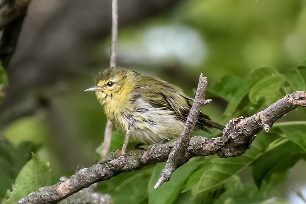 Tennessee Warbler - Jodi Boe