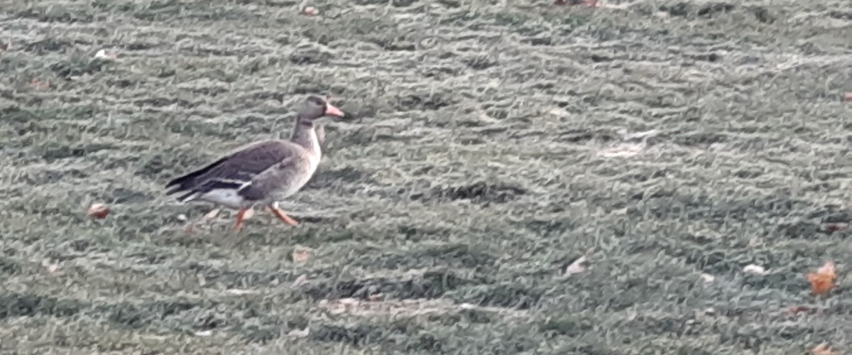 Greater White-fronted Goose - ML509432261