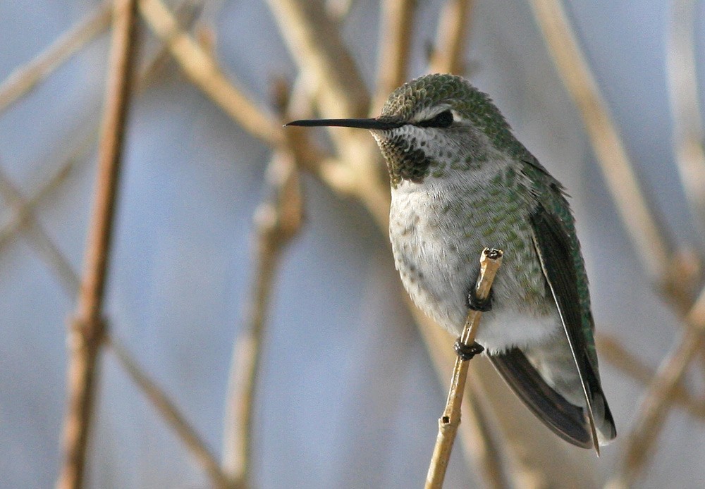Anna's Hummingbird - ML509432621