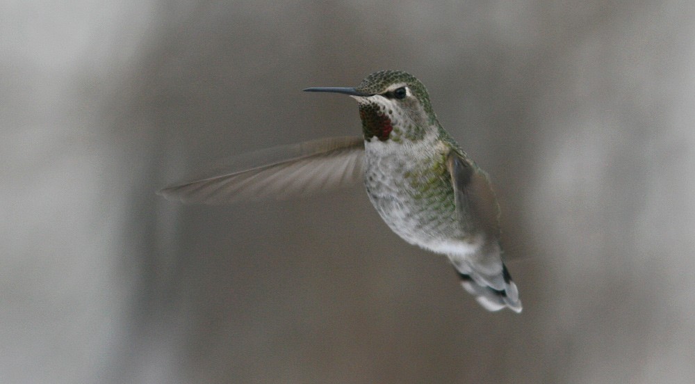 Anna's Hummingbird - ML509432631