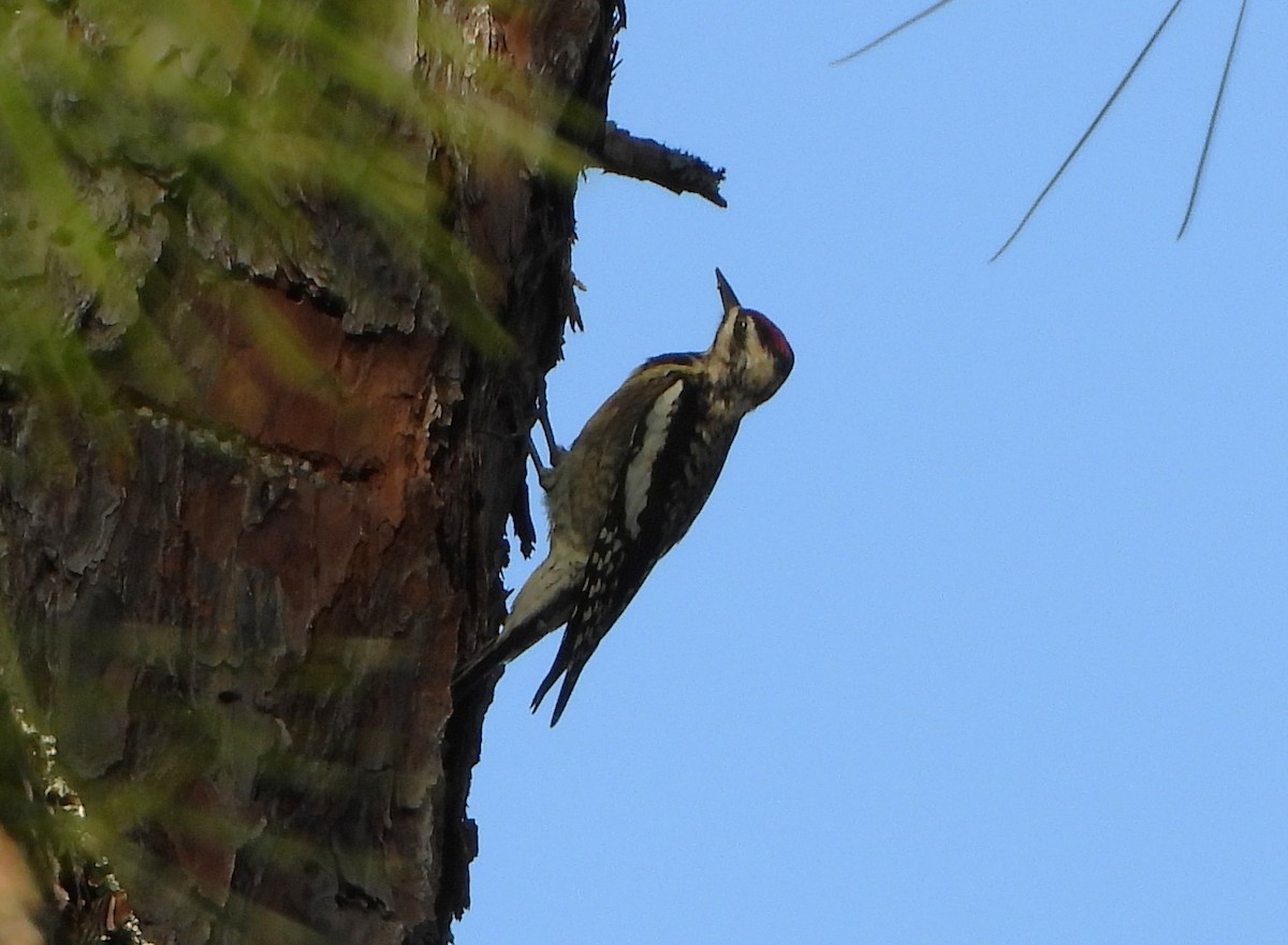 Yellow-bellied Sapsucker - Rob Crawford