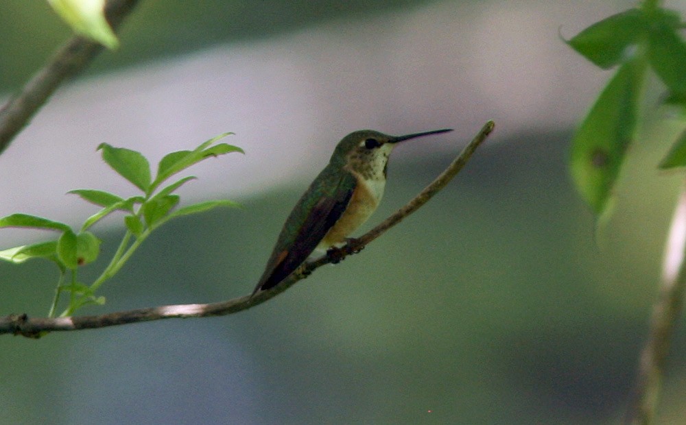 Rufous Hummingbird - ML509433371