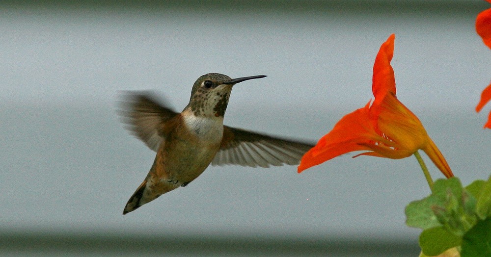 Rufous Hummingbird - Jared Clarke