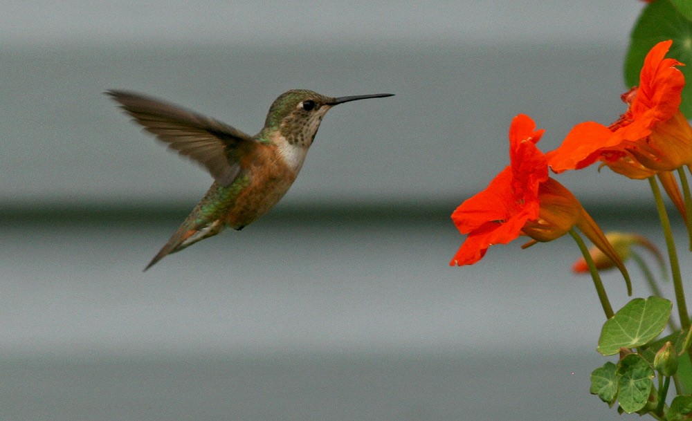 Rufous Hummingbird - ML509433391
