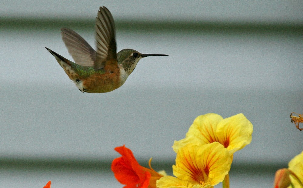 Rufous Hummingbird - ML509433401