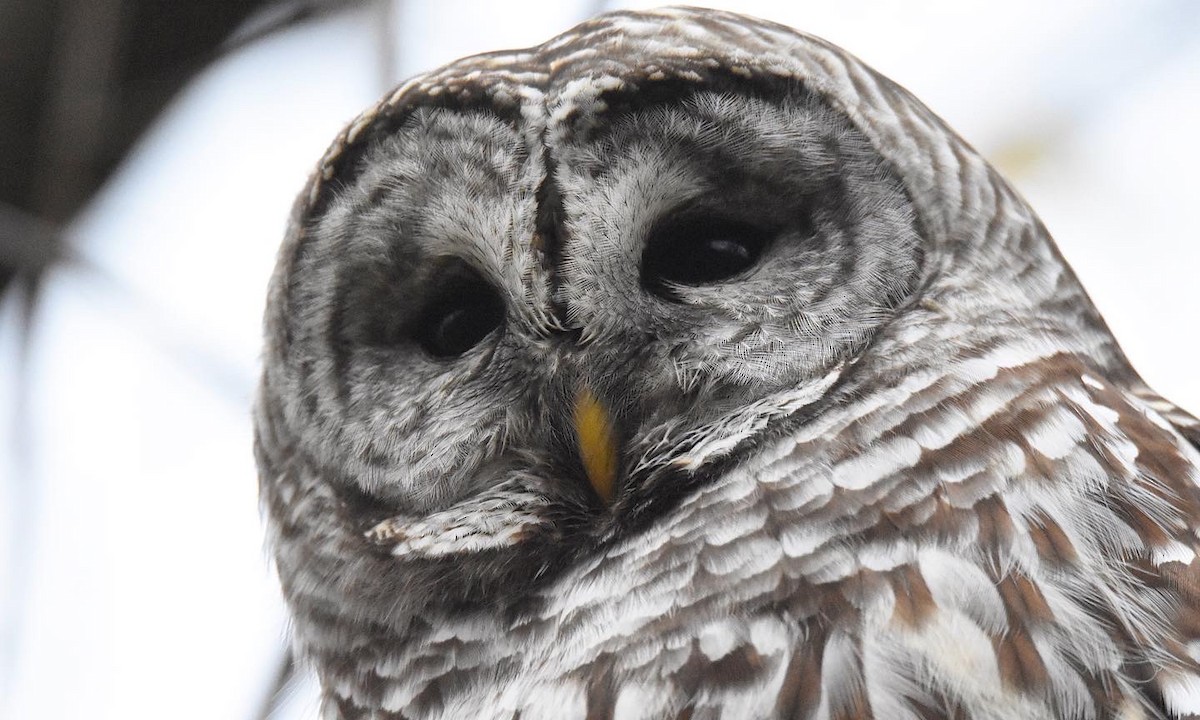 Barred Owl - ML509433771