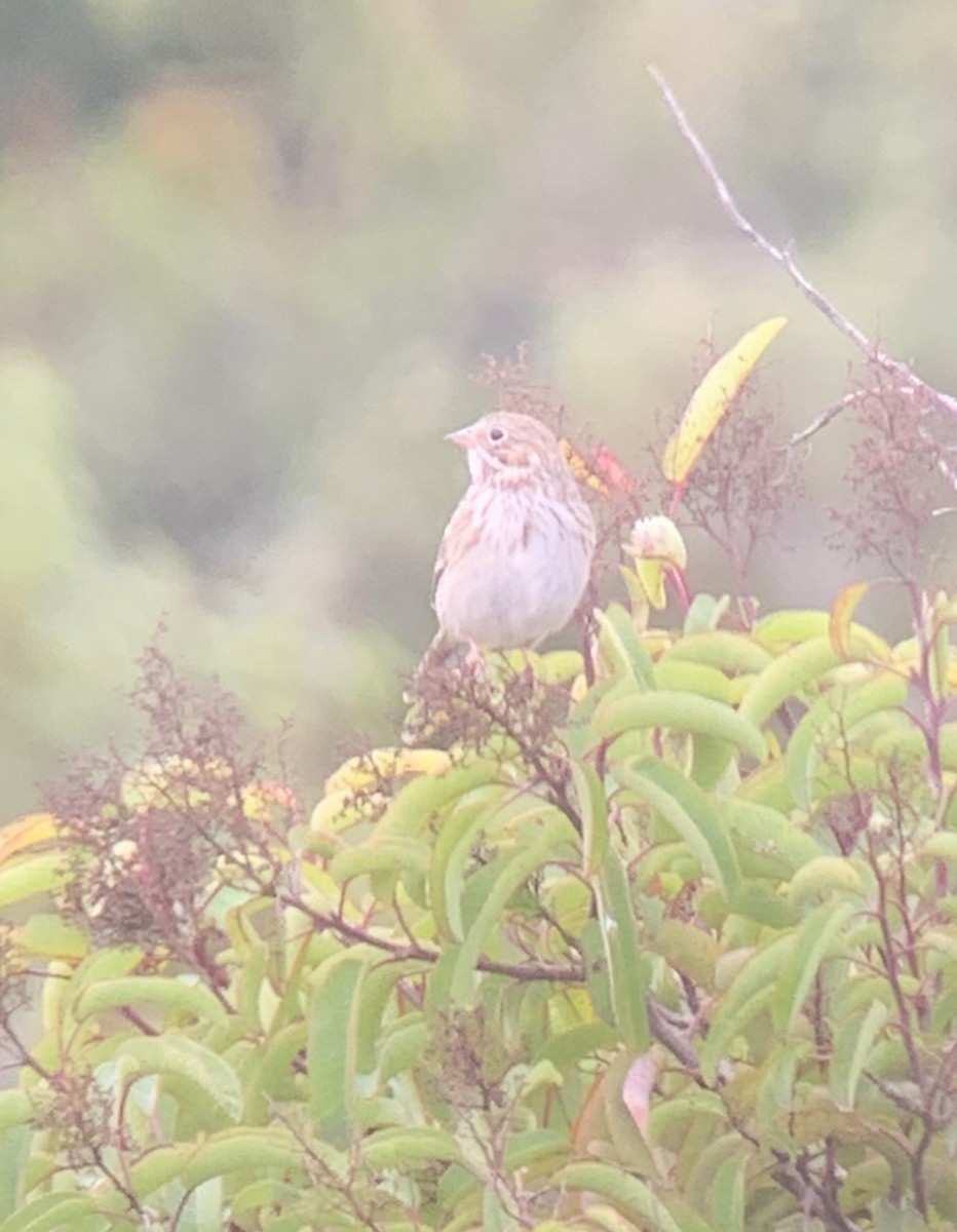 Vesper Sparrow - ML509433831