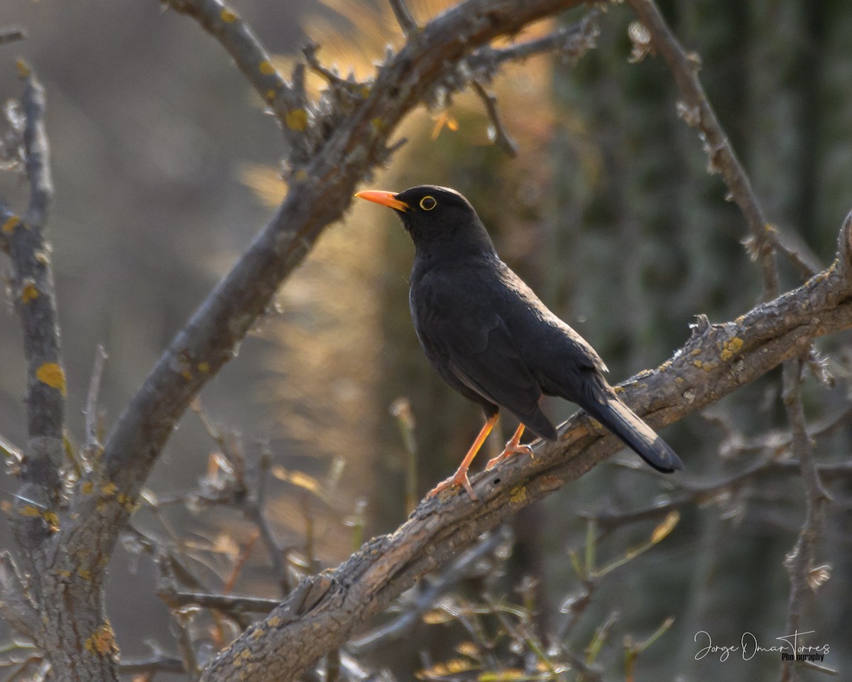 drozd jihoamerický - ML509433901