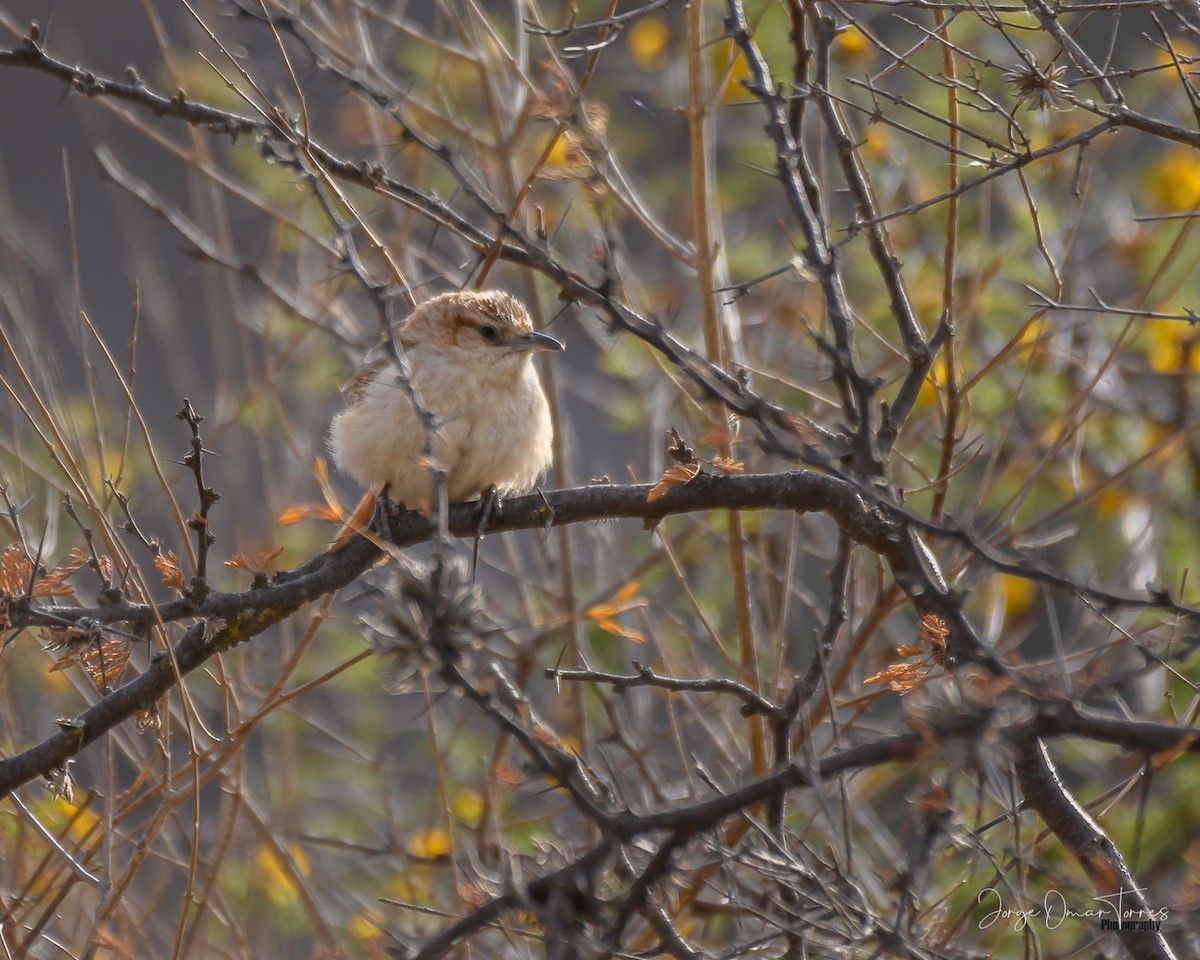 Streak-fronted Thornbird - ML509433961