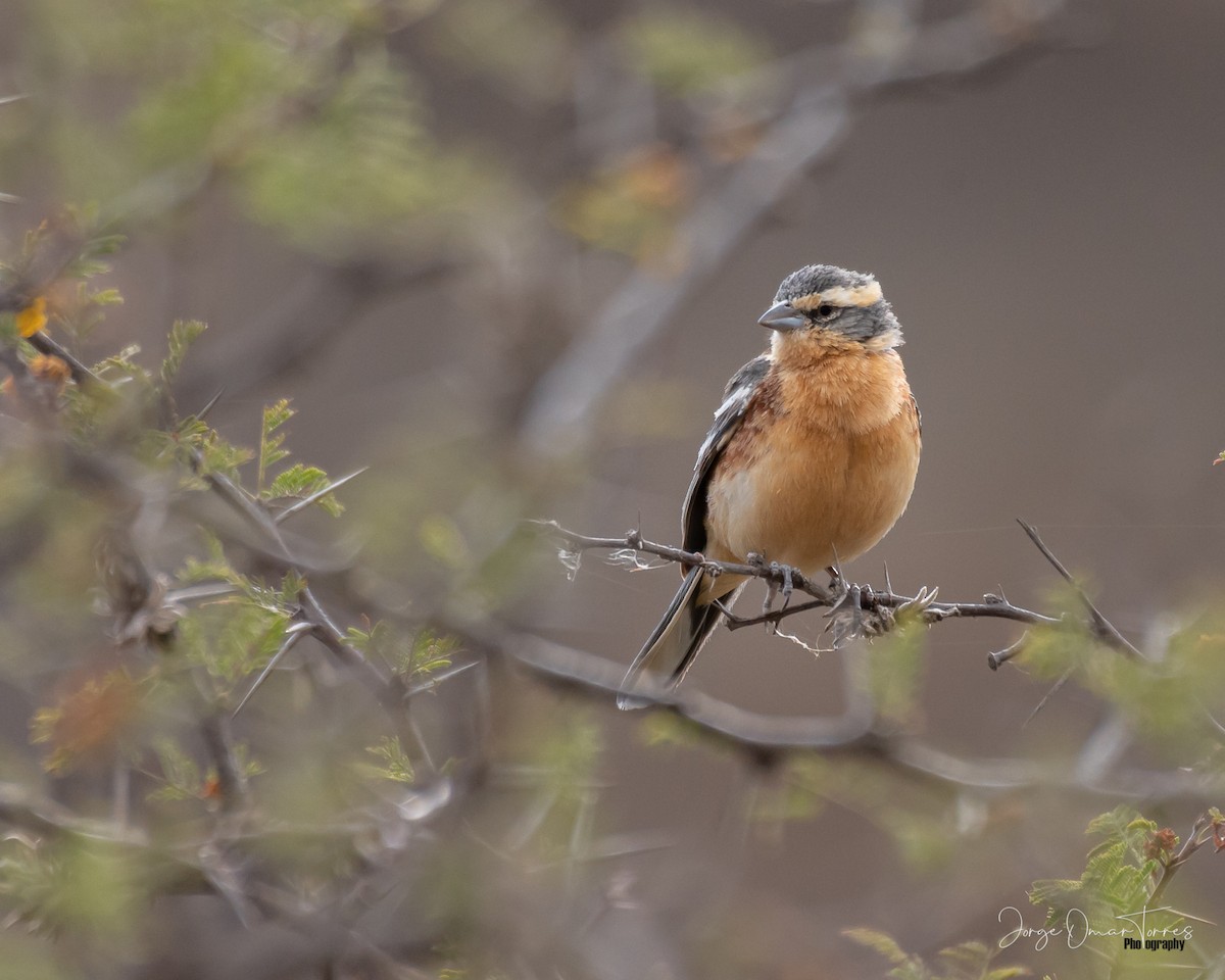 Cinnamon Warbling Finch - ML509434071