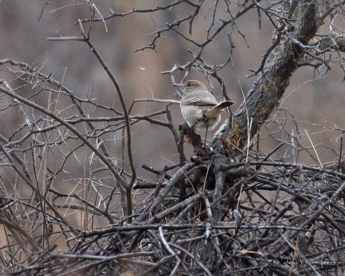 Gray-bellied Shrike-Tyrant - ML509434151