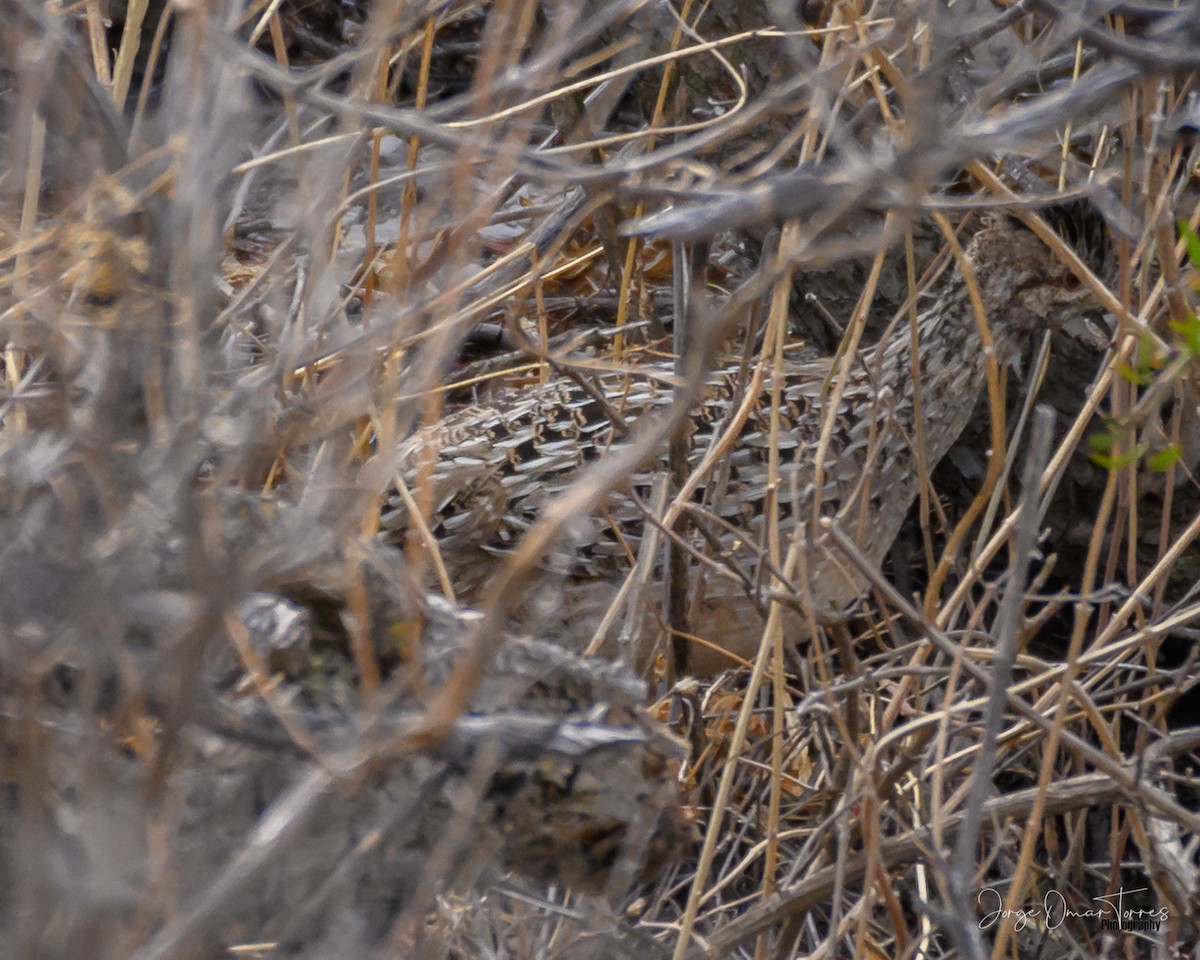 tinama andská - ML509434281