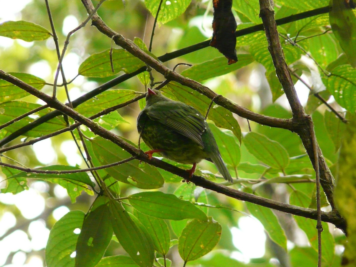 Cotinga vert et noir (groupe riefferii) - ML50943541