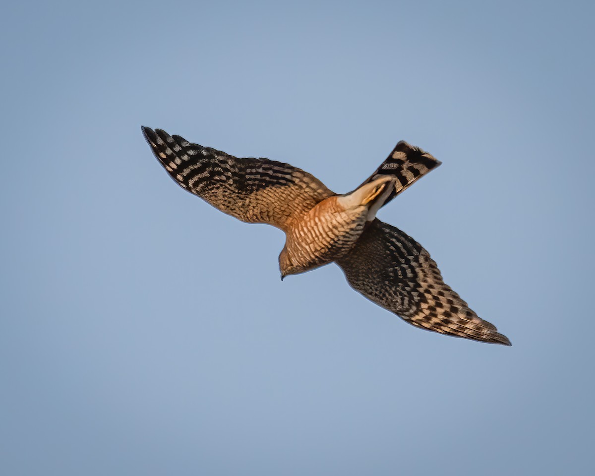 Sharp-shinned Hawk - ML509437631