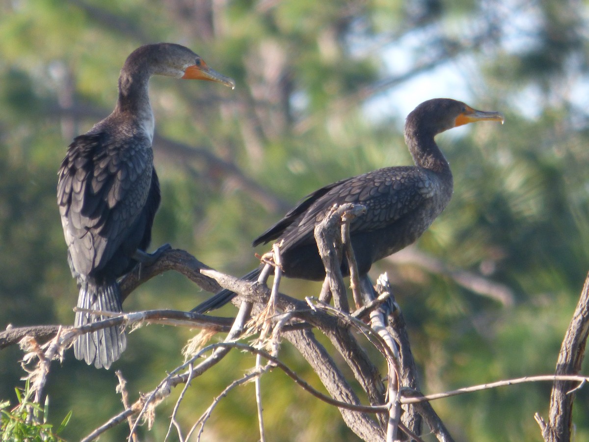 Double-crested Cormorant - Betty Holcomb