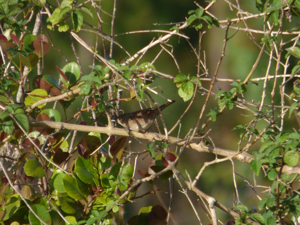 House Wren - Betty Holcomb