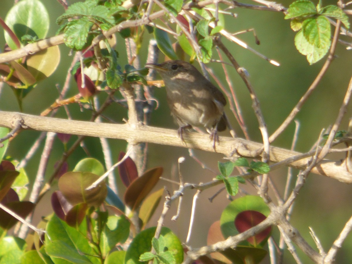 House Wren - Betty Holcomb