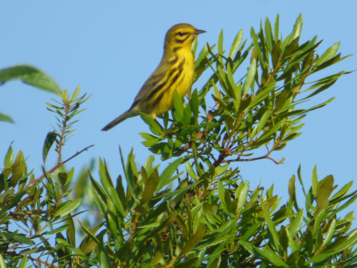 Prairie Warbler - Betty Holcomb