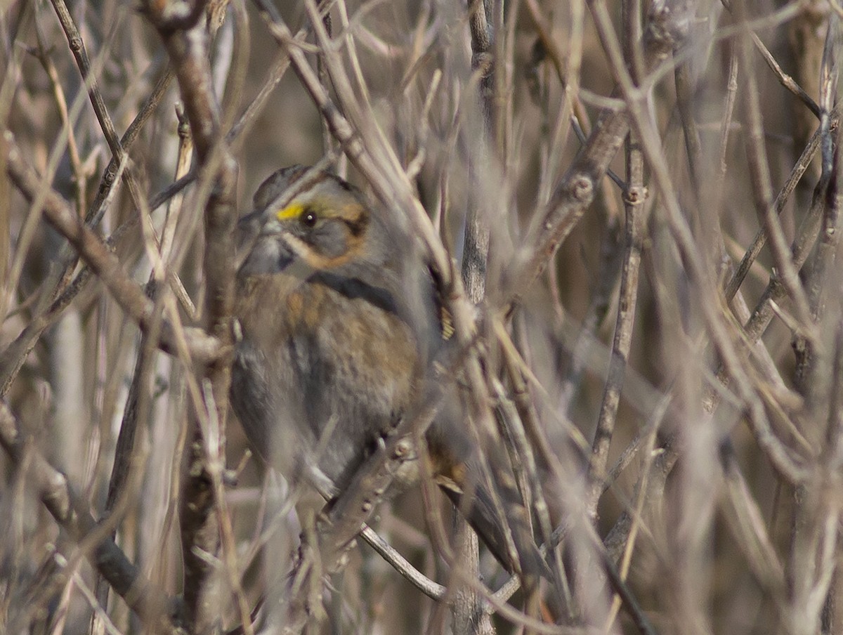 Seaside Sparrow - ML509439851