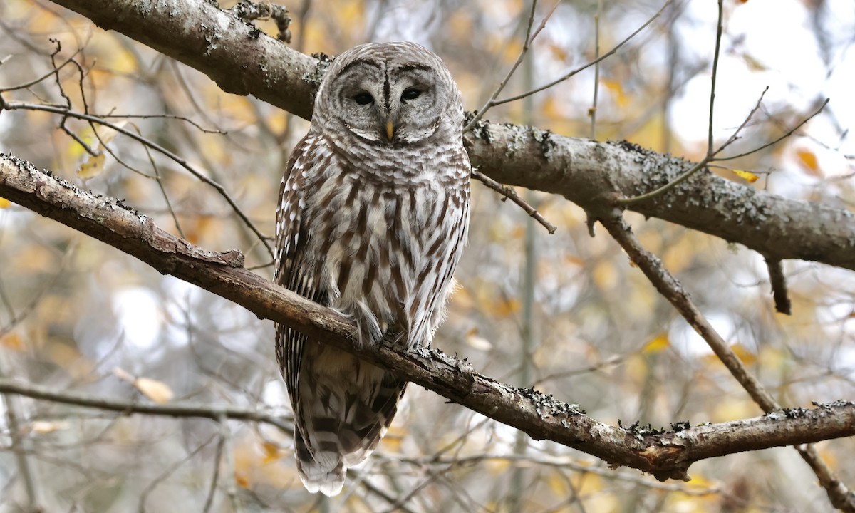 Barred Owl - ML509440151