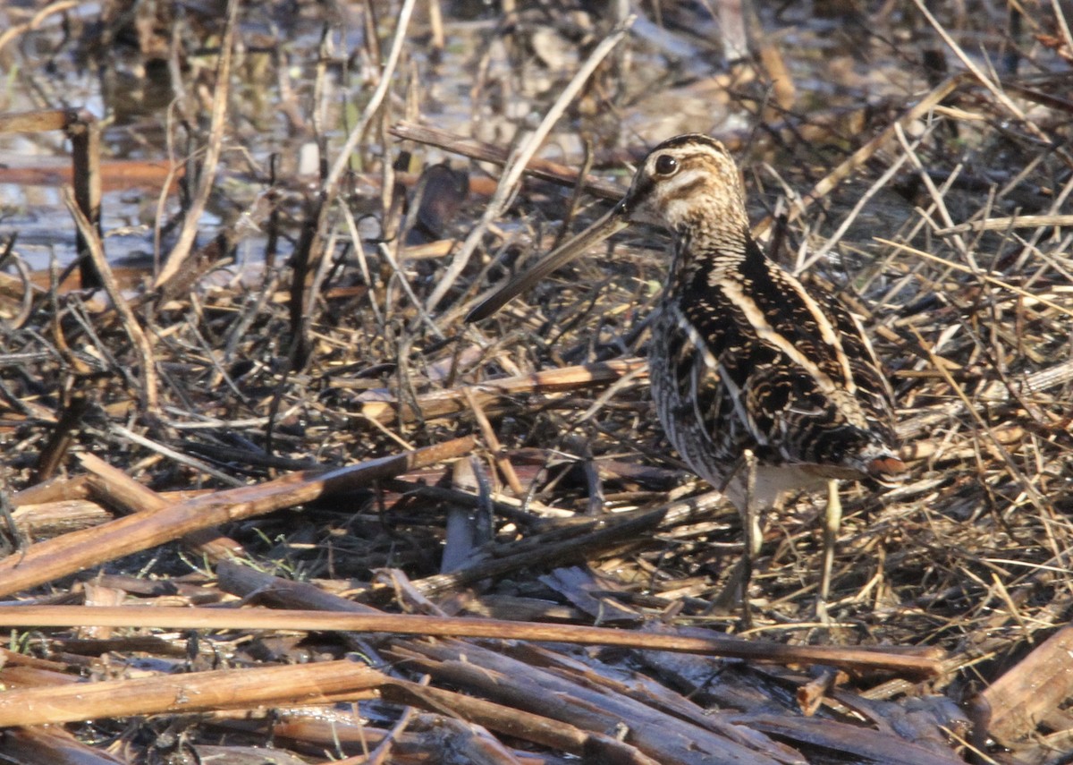 Wilson's Snipe - Lisa Davis